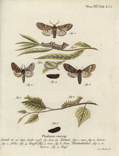 Prominente de guijarros y prominente de hierro de Johann Carl Bock