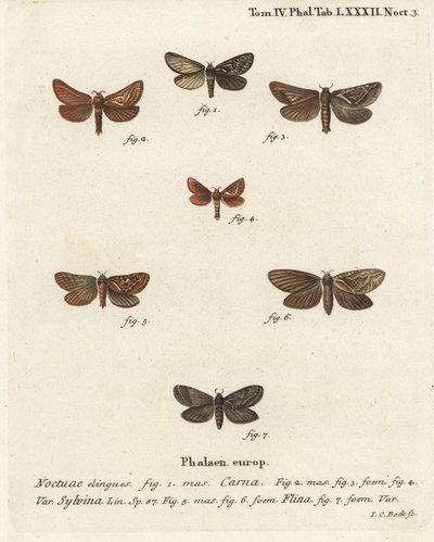 Pharmacis carna 2-4, ala naranja, Triodia sylvina 5,6, y ala dorada, Phymatopus hecta 7. Grabado en cobre coloreado a mano por Johann Carl Bock después de Die Schmetterlinge in Abbildungen nach der Natur de Eugenius Johann Christoph Esper, Erlangen de Johann Carl Bock