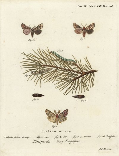 Belleza del pino, Panolis flammea 1-6, y polilla latina, Callopistria juventina 7. Grabado en cobre coloreado a mano por Johann Carl Bock después de Die Schmetterlinge in Abbildungen nach der Natur de Eugenius Johann Christoph Esper, Erlangen de Johann Carl Bock
