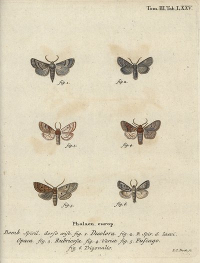 Polilla en polvo, castaño rojo, polilla de ladrillo, etc. de Johann Carl Bock