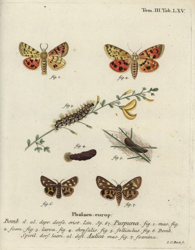 Polilla tigre púrpura y polilla tigre marrón de Johann Carl Bock