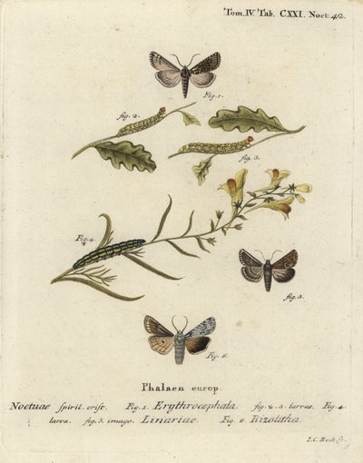 Conistra erythrocephala 1-4, Calophasia lunula 5 y Lithophane ornitopus 6. Grabado en cobre a mano coloreado por Johann Carl Bock después de Die Schmetterlinge de Eugenius Johann Christoph Esper de Johann Carl Bock