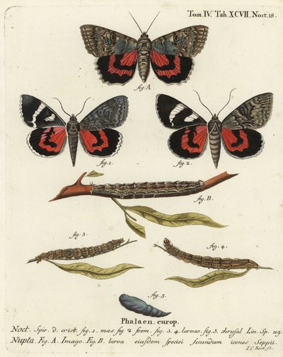 Catocala nupta. Grabado en cobre a mano coloreado por Johann Carl Bock después de Die Schmetterlinge de Eugenius Johann Christoph Esper de Johann Carl Bock