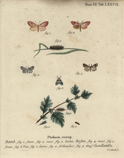 Polilla rosada y polilla de capa corta de Johann Carl Bock