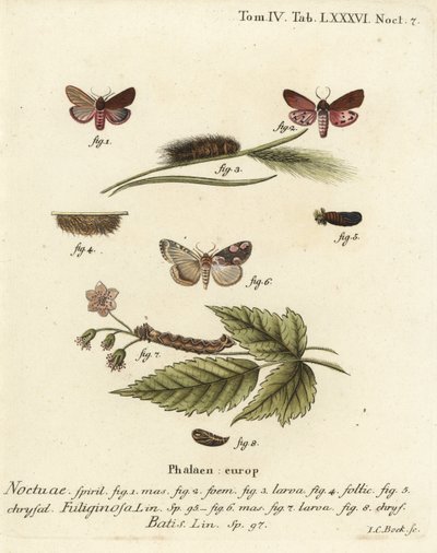 Phragmatobia fuliginosa 1-5, y Thyatira batis 6-8. Grabado en cobre a mano coloreado por Johann Carl Bock después de Die Schmetterlinge de Eugenius Johann Christoph Esper de Johann Carl Bock