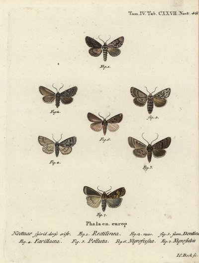 Polilla sajona, Hyppa rectilinea 1, polilla de tijeras, Hada plebeja 2,3, daga de pantano, Acronicta strigosa 4, pinzón de manchas marrones, Agrochola litura 5, dardo de línea blanca, Euxoa nigrofusca 6, Opigena polygona 7. Grabado en cobre coloreado a man de Johann Carl Bock