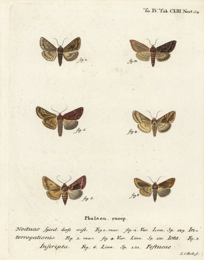Escaso Y plateado, Syngrapha interrogationis 1,2, Y dorado liso, Autographa jota 3-5, mancha dorada, Plusia festucae 6. Grabado en cobre a mano coloreado por Johann Carl Bock después de Die Schmetterlinge de Eugenius Johann Christoph Esper de Johann Carl Bock
