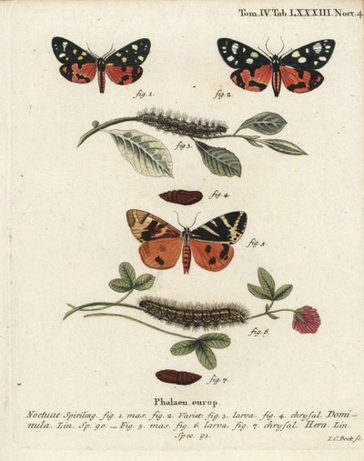 Callimorpha dominula 1-4, y Euplagia quadripunctaria 5-7. Grabado en cobre a mano coloreado por Johann Carl Bock después de Die Schmetterlinge de Eugenius Johann Christoph Esper de Johann Carl Bock