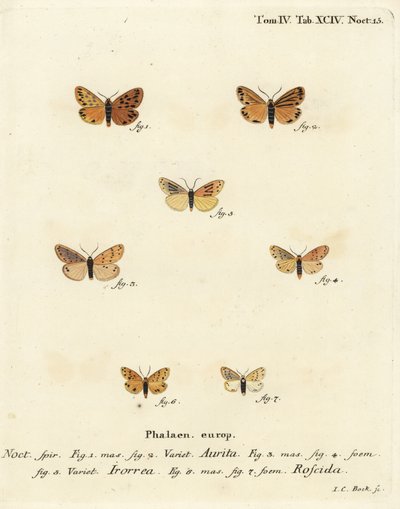 Setina aurita, Setina irrorella y Setina roscida. Grabado en cobre coloreado a mano de Johann Carl Bock después del libro Die Schmetterlinge in Abbildungen nach der Natur de Eugenius Johann Christoph Esper de Johann Carl Bock