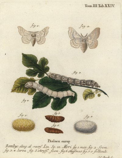Polilla de seda, Bombyx mori de Johann Carl Bock