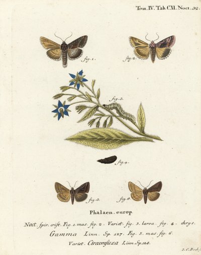 Polilla Y plateada, Autographa gamma 1-4 y polilla Y de Essex, Cornutiplusia circumflexa 5,6. Grabado en cobre coloreado a mano por Johann Carl Bock después de Die Schmetterlinge in Abbildungen nach der Natur de Eugenius Johann Christoph Esper, Erlangen de Johann Carl Bock