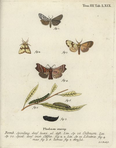 Polilla de pie moteado, Staurophora celsia y polilla heraldo de Johann Carl Bock