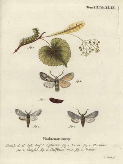Polilla Sprawler, Asteroscopus sphinx de Johann Carl Bock
