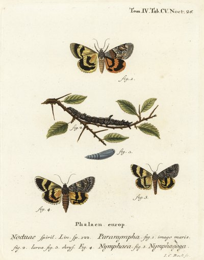 Sweetfern underwing, Catocala antinympha, Catocala nymphaea y oak yellow underwing, Catocala nymphagoga. Grabado en cobre coloreado a mano de Johann Carl Bock después del libro Die Schmetterlinge in Abbildungen nach der Natur de Eugenius Johann Christoph E de Johann Carl Bock