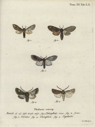 Prominente de tres jorobas, polilla de olivo y polilla de nabo de Johann Carl Bock