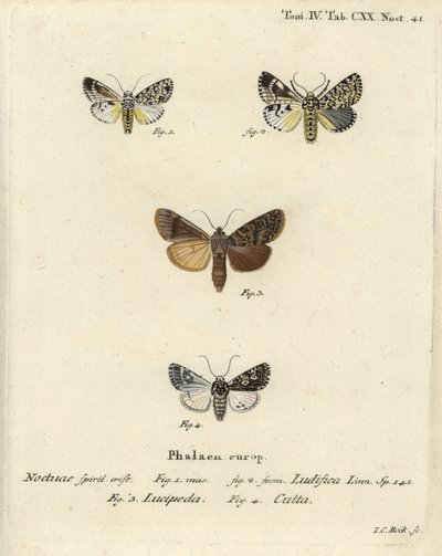 Trichosea ludifica 1,2, Rhyacia lucipeta 3, y Lamprosticta culta 4. Grabado en cobre a mano coloreado por Johann Carl Bock después de Die Schmetterlinge de Eugenius Johann Christoph Esper de Johann Carl Bock