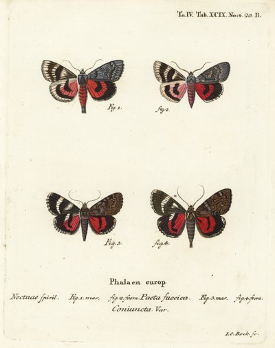 Polillas Underwing, Catocala pacta y Catocala coniuncta. Grabado en cobre coloreado a mano por Johann Carl Bock después de Eugenius Johann Christoph Esper’s Die Schmetterlinge in Abbildungen nach der Natur, Erlangen de Johann Carl Bock