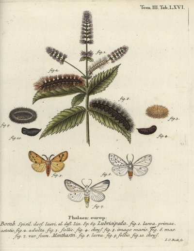 Armiño blanco, Spilosoma lubricipeda de Johann Carl Bock