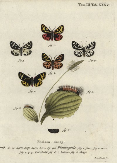 Polilla tigre de madera, Parasemia plantaginis de Johann Carl Bock