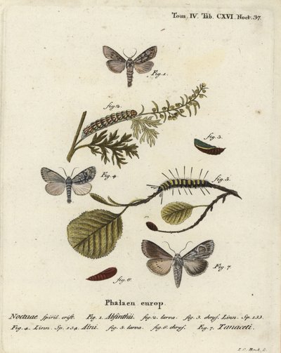 Polilla ajenjo, Cucullia absinthii, polilla del aliso, Acronicta alni, y Cucullia tanaceti. Grabado en cobre coloreado a mano por Johann Carl Bock después de Die Schmetterlinge in Abbildungen nach der Natur de Eugenius Johann Christoph Esper, Erlangen de Johann Carl Bock