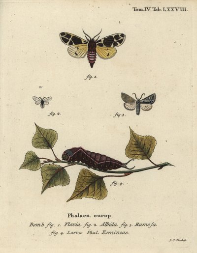 Polilla tigre amarilla, larva de armiño blanco, etc. de Johann Carl Bock