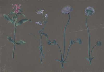 Estudio de tres flores, 1781 de Johann Christian August Birnbaum