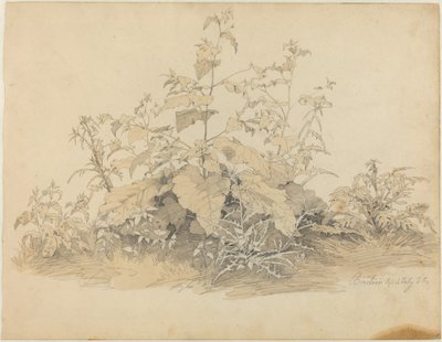 Plantas Silvestres cerca de Birstein de Johann Christian Heerdt