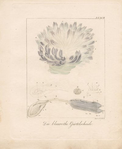  de Johann Christoph Bock