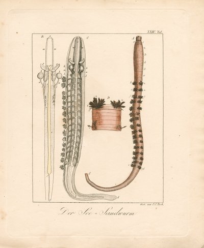  de Johann Christoph Bock