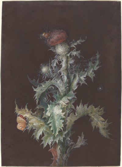 Cardo con Insectos de Johann Christoph Dietzsch