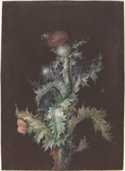 Cardo con insectos, c. 1755 de Johann Christoph Dietzsch
