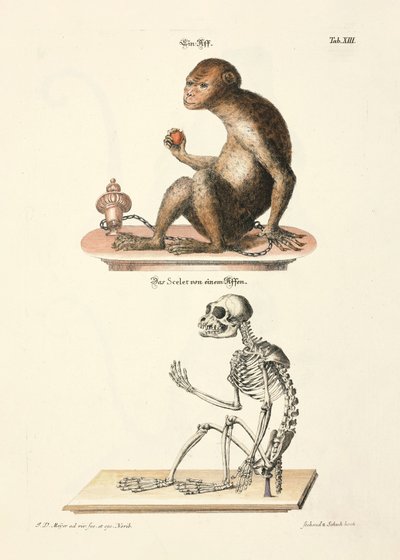 El macaco de Berbería y su esqueleto de Johann Daniel Meyer