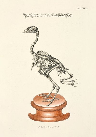 Huesos de pollo de cuatro patas de Johann Daniel Meyer