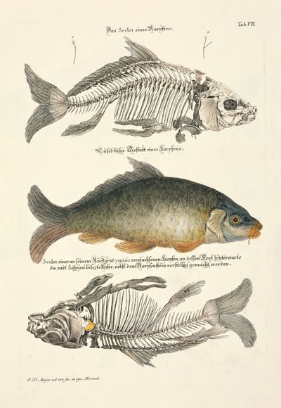 Carpa común con esqueleto de Johann Daniel Meyer