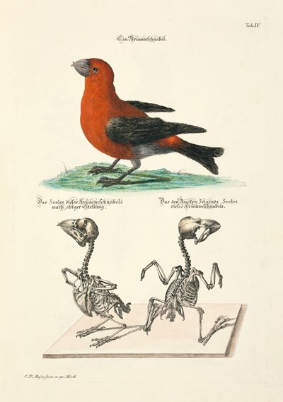 Piquituerto con esqueletos de Johann Daniel Meyer