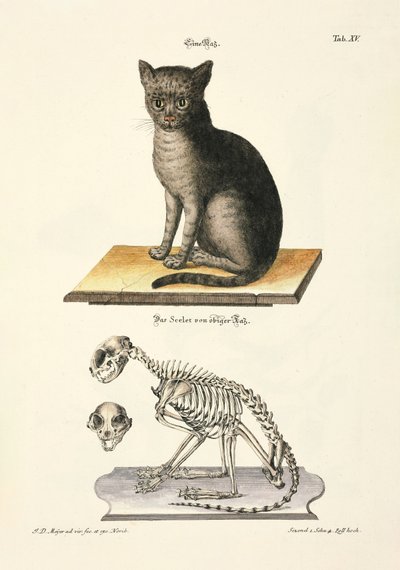 El gato doméstico y su esqueleto de Johann Daniel Meyer