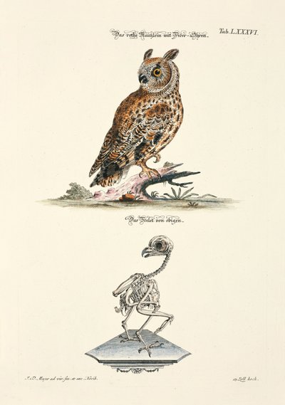 El búho chico y su esqueleto de Johann Daniel Meyer