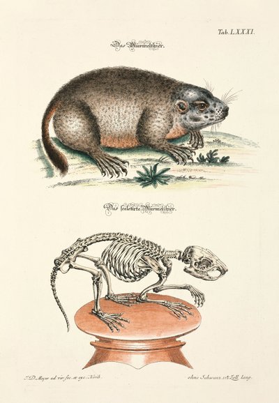 La marmota y su esqueleto de Johann Daniel Meyer