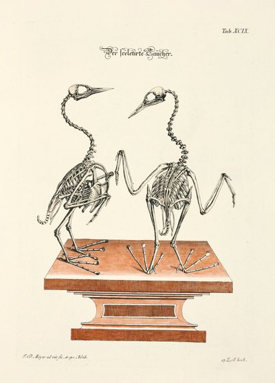 Esqueleto del buceador de Johann Daniel Meyer