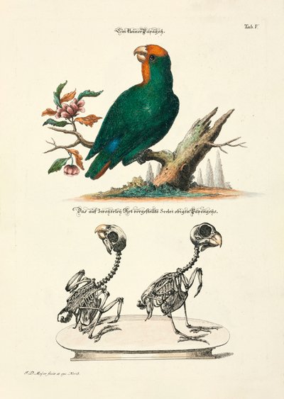 Loro pequeño con esqueletos de Johann Daniel Meyer