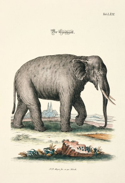 El elefante de Johann Daniel Meyer