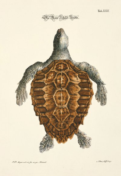 La tortuga marina de Johann Daniel Meyer
