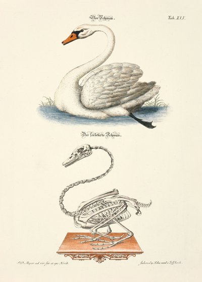 El cisne y su esqueleto de Johann Daniel Meyer