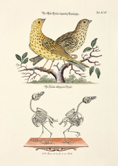  de Johann Daniel Meyer