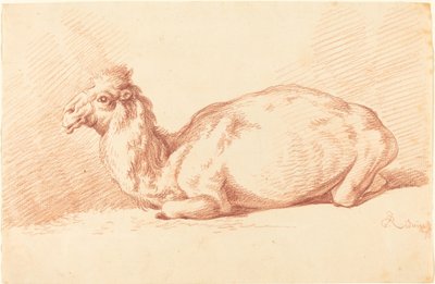 Un Dromedario de Johann Elias Ridinger