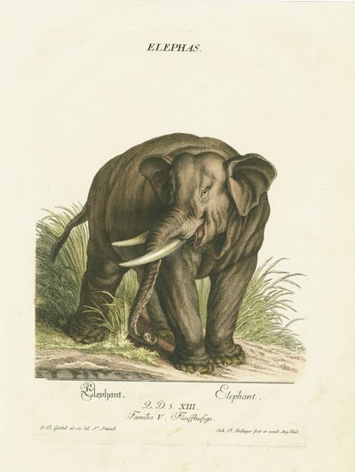  de Johann Elias Ridinger