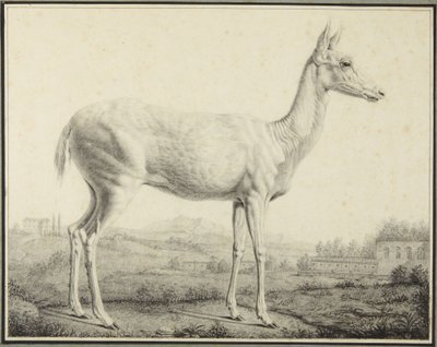  de Johann Elias Ridinger