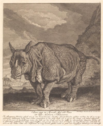 Rinoceronte de Johann Elias Ridinger