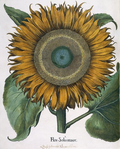 Flos Solis Maior, 1613 de Johann Ernst Rentsch