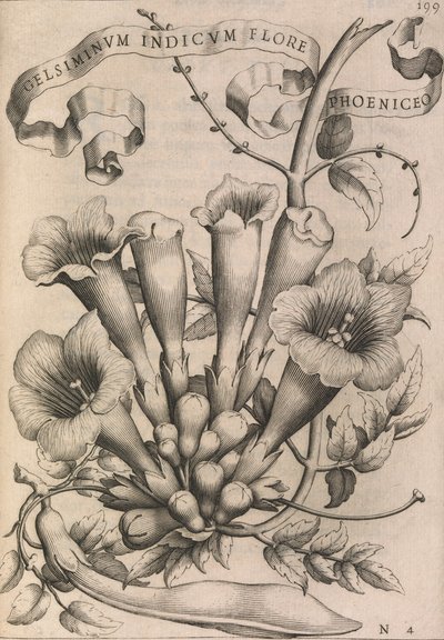 Gelsiminvm indicvm flore phoeniceo, 1633 de Johann Friedrich Greuter